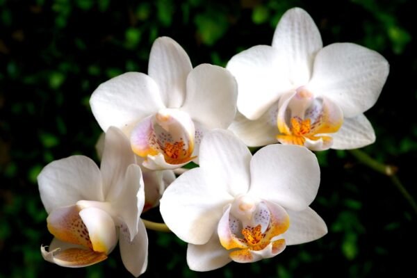 orchidea